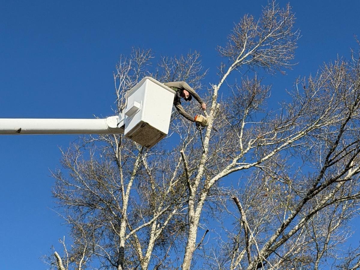 El Costeño Tree Service LLC